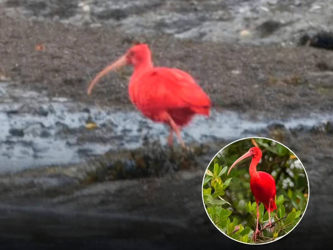Scarlet Ibis Sighted in England’s Hampshire