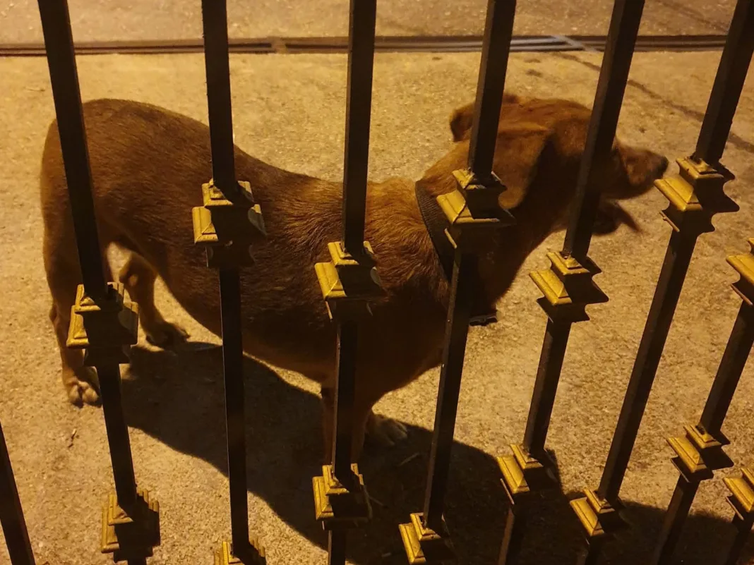 New Year’s Fireworks Trigger Dog Disappearances in Trinidad and Tobago