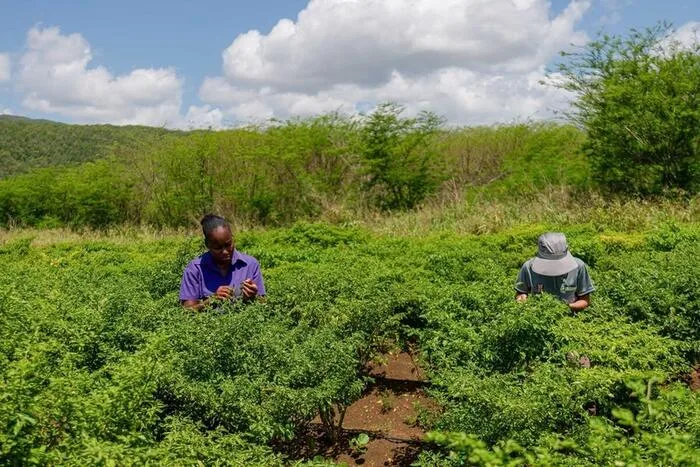Jamaica Launches $50 Million Initiative for Climate Resilient Agriculture