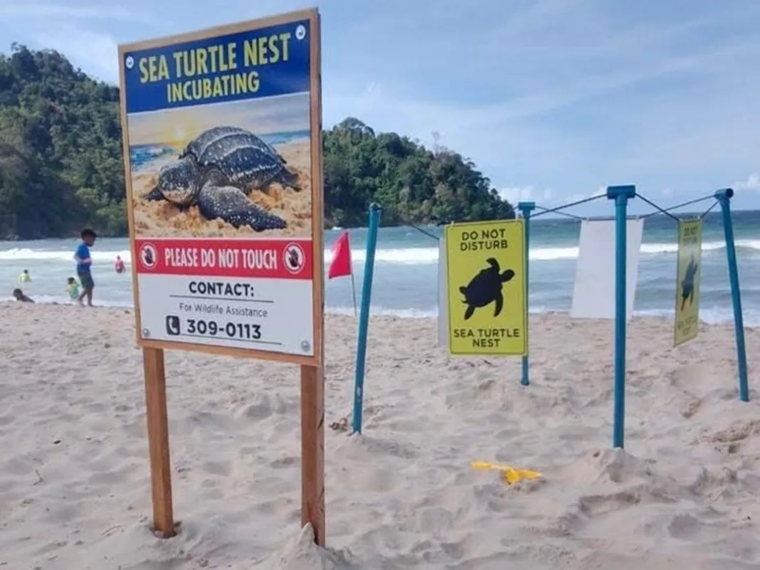 Endangered Leatherback Turtle Nests on Maracas Beach