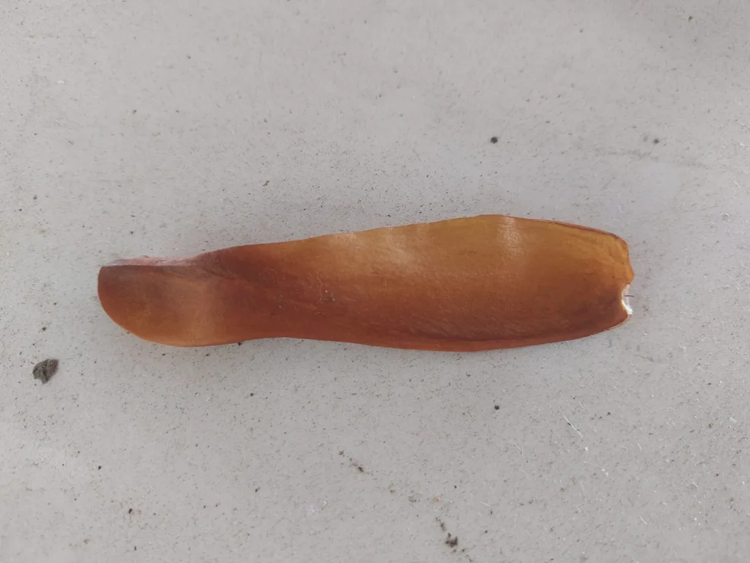 Mahogany Seed Wings: Nostalgic Reminders of a Simpler Childhood Before Technology