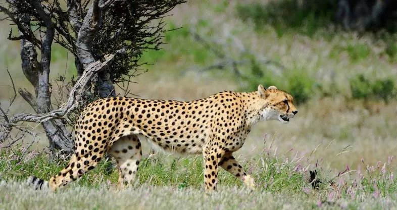 Government Expanding Wildlife Compensation and Conflict Strategy