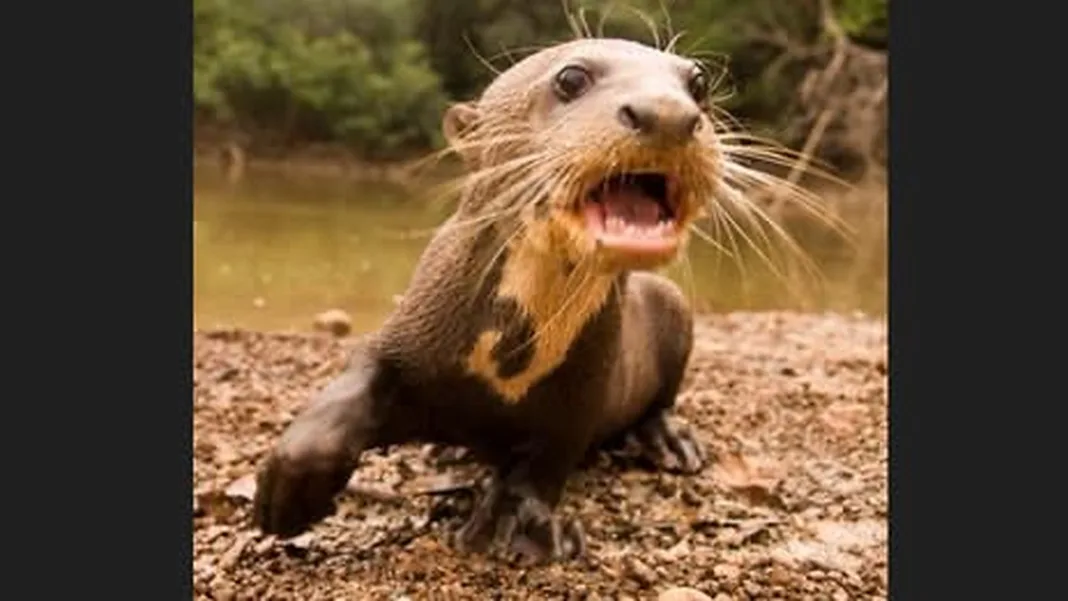 Urgent Call to Action: Safeguard Guyana’s Giant River Otter
