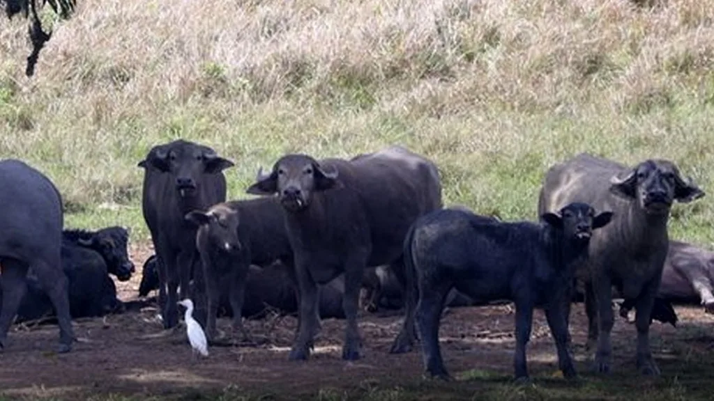 Siparia Mayor Urges Police Action Over Roaming Cattle in Fyzabad