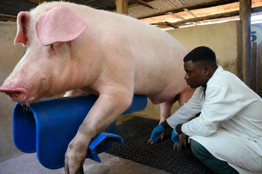 Government Launches Training to Revolutionize Pig Farming Efficiency