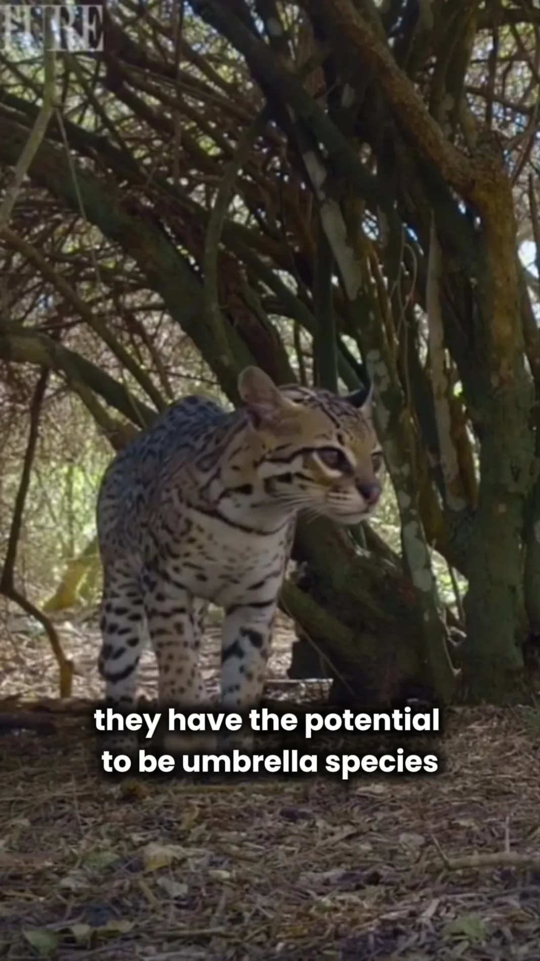 Ocelots: Trinidad & Tobago’s Umbrella Species for Wildlife Conservation