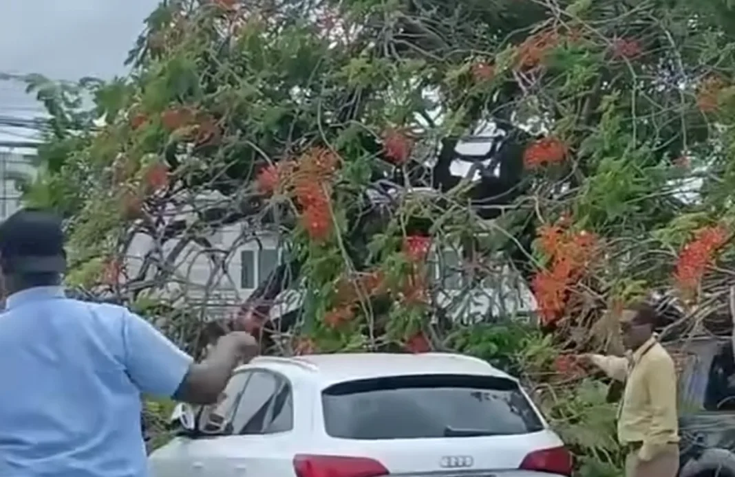 Tree Crashes on Vehicles at Port of Spain General Hospital, Two Safely Rescued