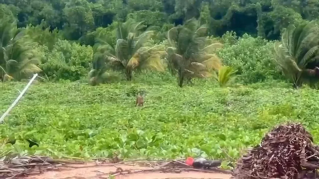 Tiger Beach Rangers Spot Rare Red Brocket Deer On Patrol