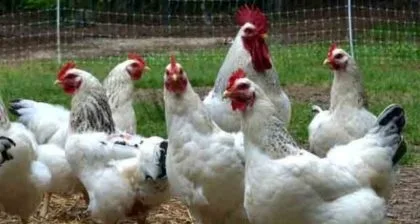 Guyana: APNU Questions Poultry Industry in National Assembly