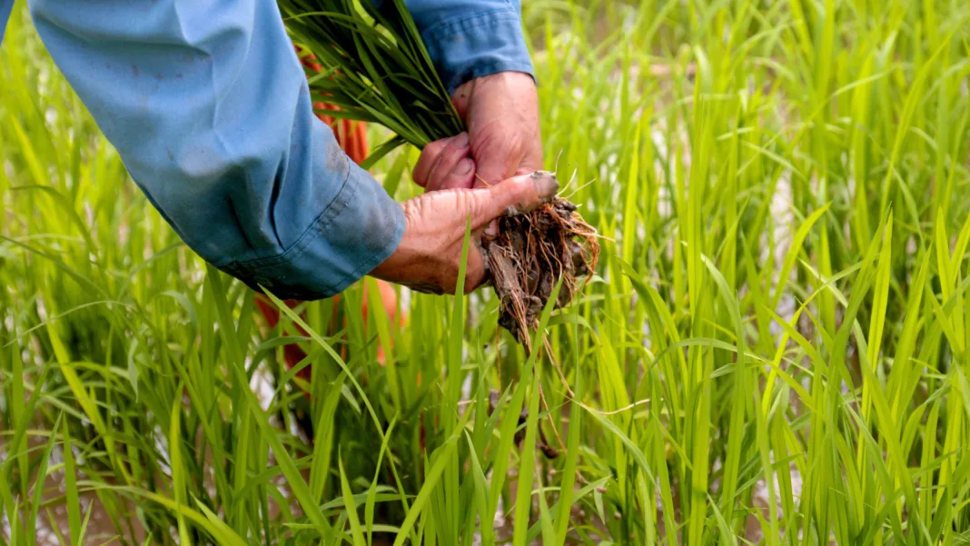 Guyana: Over 2,800 Rice Farmers in Regions Five and Six to Receive Subsidies