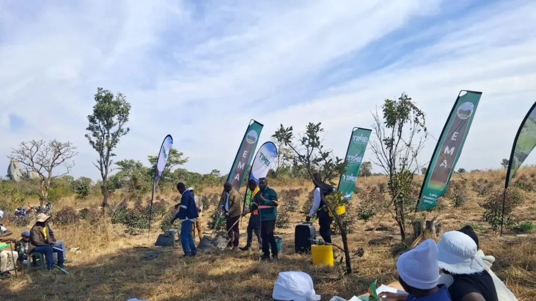 Zimbabwe warns tobacco growers: Illegal seed crops face destruction