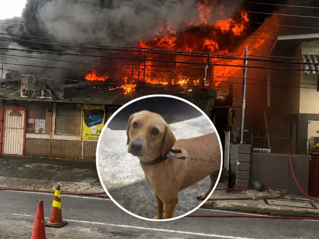 Pet Dog Dies, Business and Apartment Destroyed in Diego Martin Fire on Tuesday