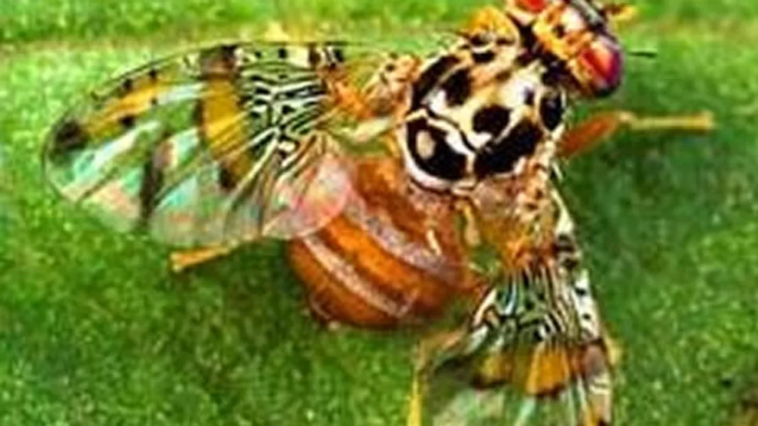 Mediterranean Fruit Fly Detected in Old San Juan: Agriculture Department Launches Coordinated Response