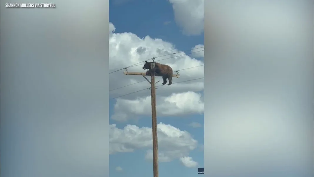 Video viral: Oso muere electrocutado tras trepar a un poste eléctrico en Nuevo México