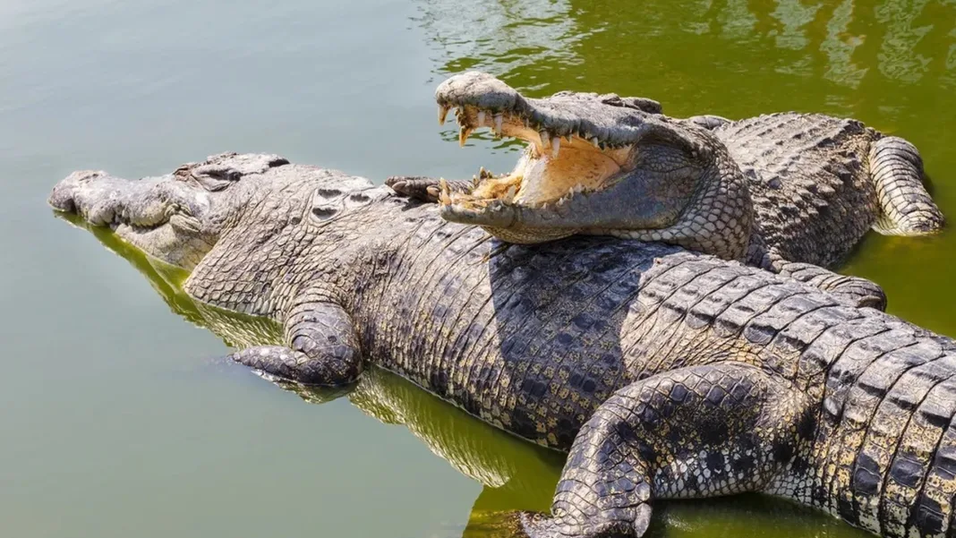 Crocodile Sightings in Panama City Prompt Environmental Ministry to Strengthen Safety Measures