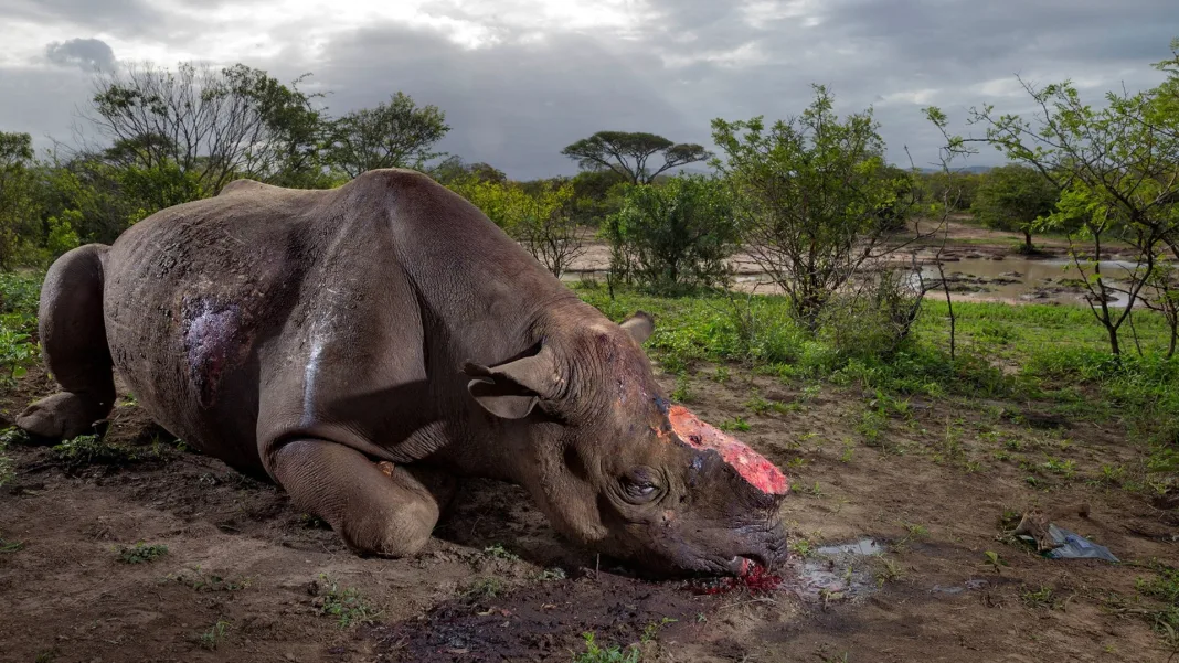 ‘Grave Situation’: Hunters Association Warns of Poaching Crisis After Rhino Killings