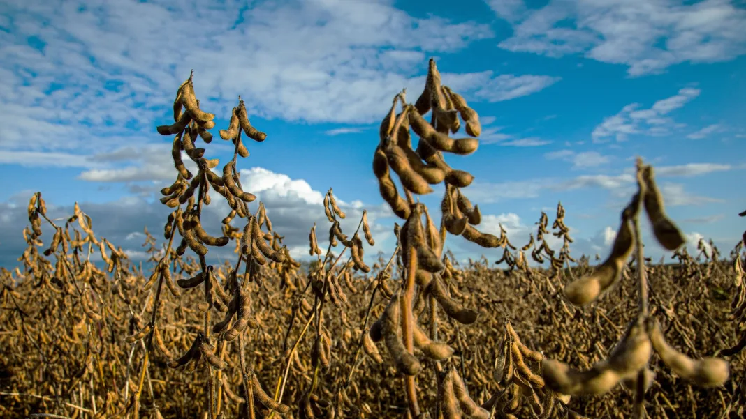 The Soybean That Built Northeast China: How a Humble Crop Powered an Empire
