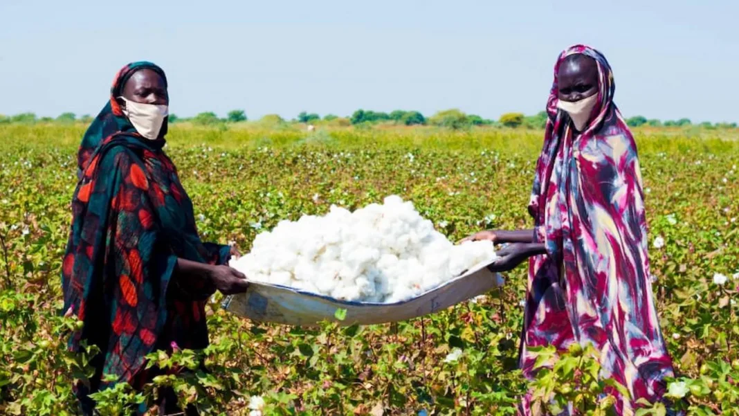 Sudan Cotton Company Director Inspects Post-War Rehabilitation of Agricultural Assets