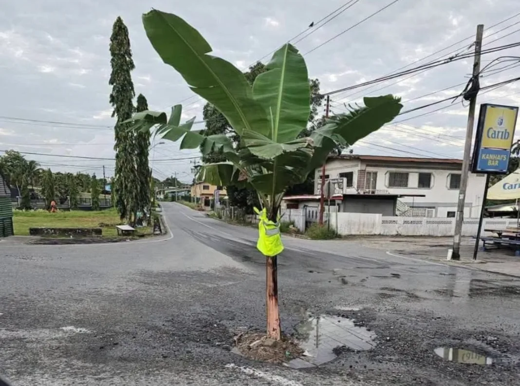 Banana Tree Marks Dangerous Cipero Road Pothole