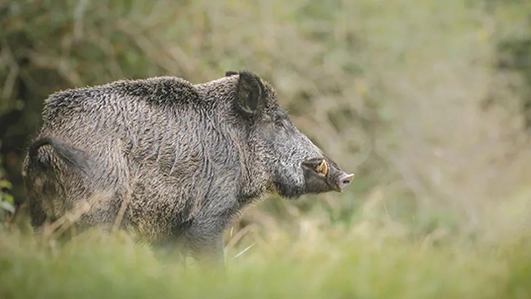 Argentina faces wild boar crisis: 3-5 million animals threaten biodiversity
