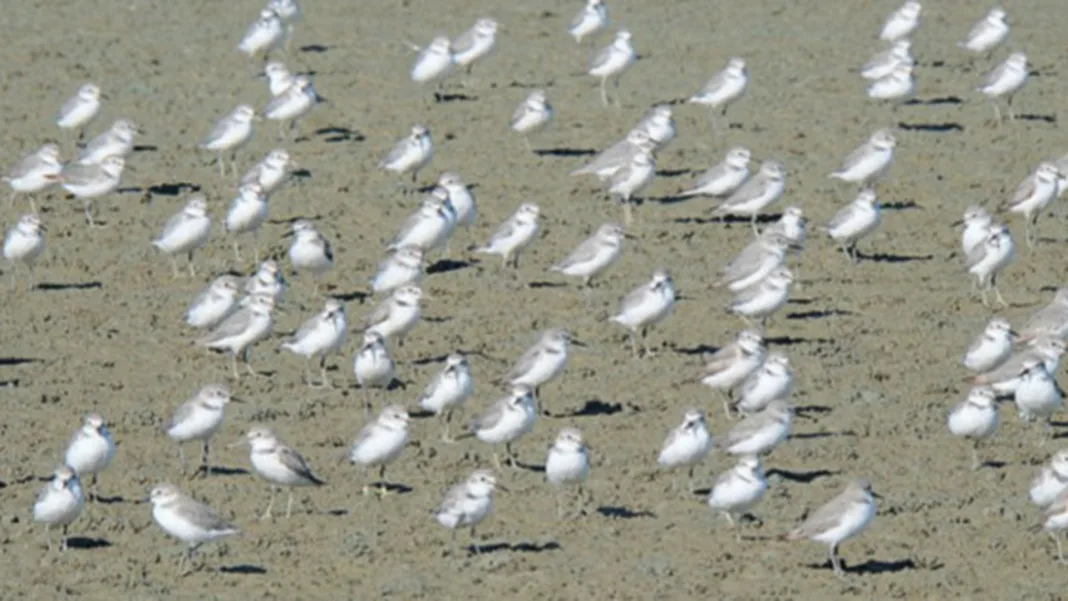 First H5N1 bird flu case confirmed in New Zealand: vaccinations begin