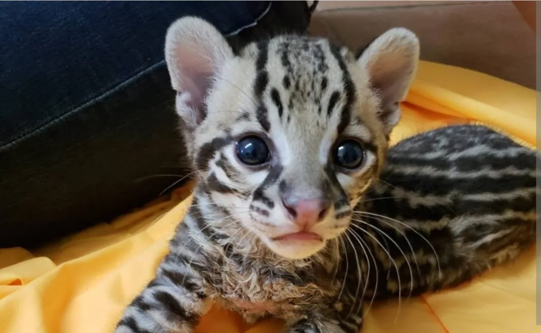 Trinidad’s Ocelots ‘Don’t Exist’—At Least on Global Maps