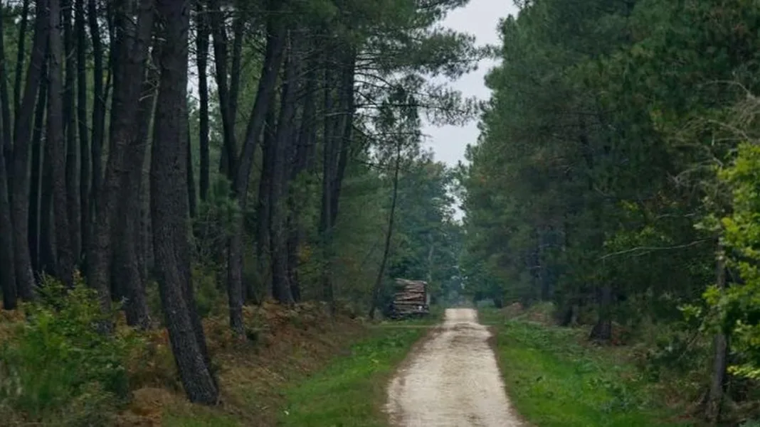 Nouveau foyer de nématode du pin dans les Pyrénées-Atlantiques : la menace s’étend sur les forêts françaises