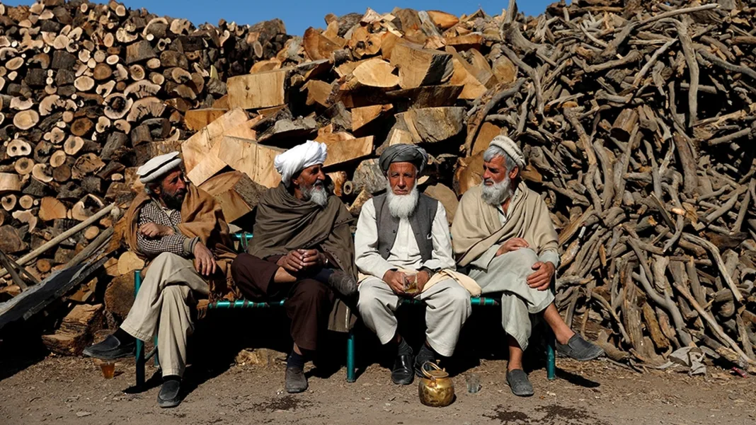 Afghanistan’s Forests Under Threat as Deforestation Rises, Experts Warn