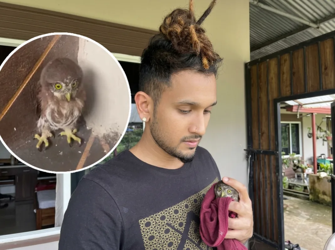 Rescuing Our Wildlife: Baby Pygmy Owl Spotted in Trinidad