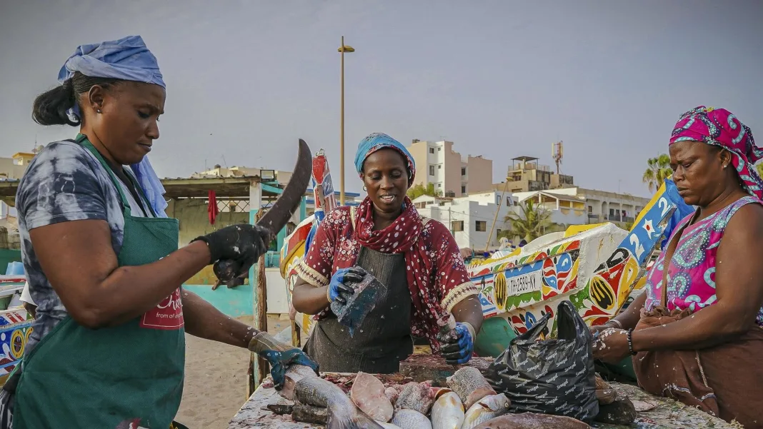 Senegal Gains FAO Praise for Progress on Illegal Fishing as EU Yellow Card Threat Looms