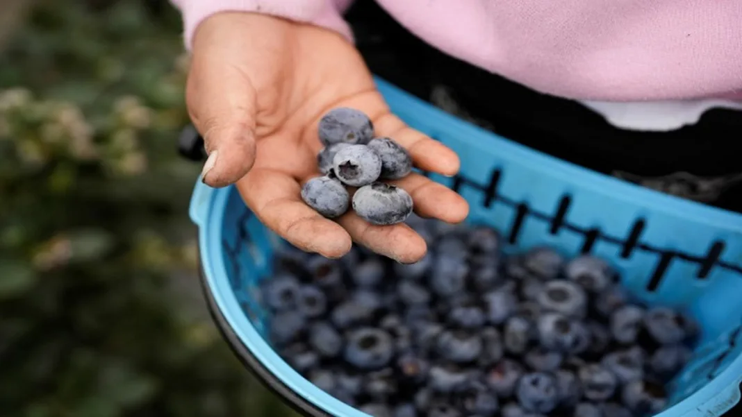 Zimbabwe Begins Blueberry Exports to China, Unlocking New Market