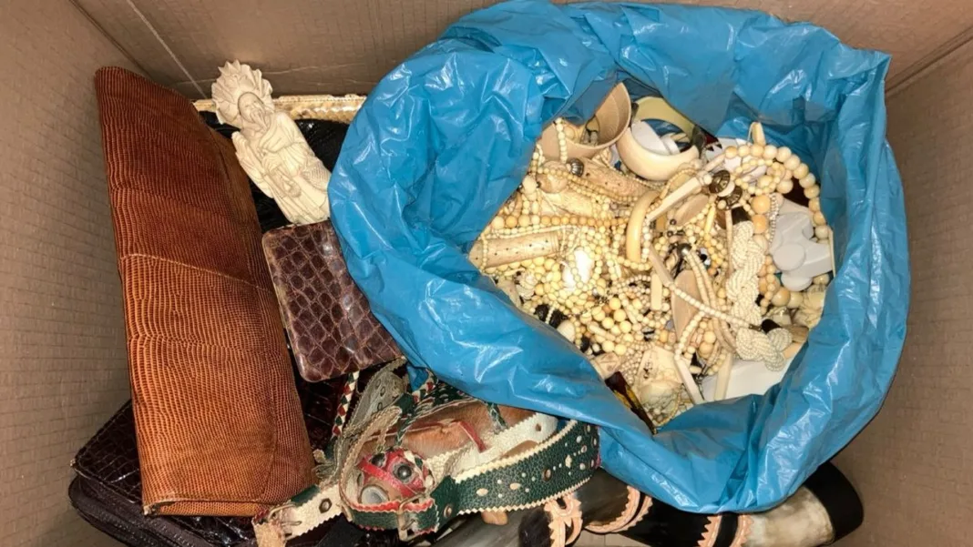 Ivory and rhino skull among 5,800 illegal wildlife items surrendered in Dutch operation
