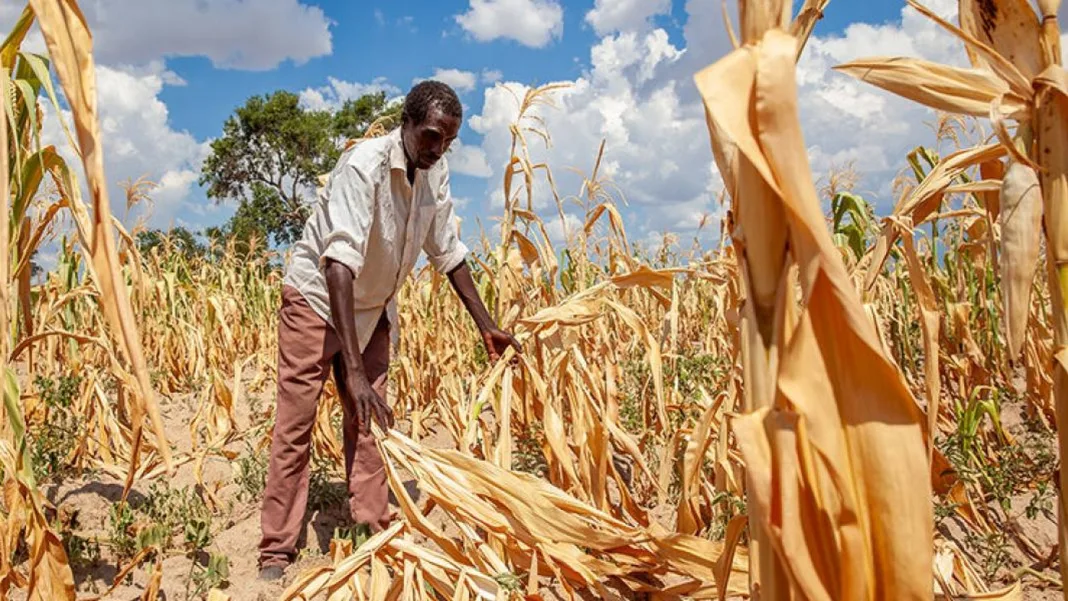 CSOs, agriculturalists fault government’s maize-only plan for El Niño hunger response