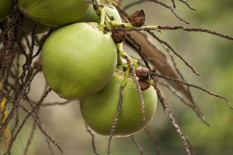 Swift Arrests Following Coconut Vendor Robbery in Couva