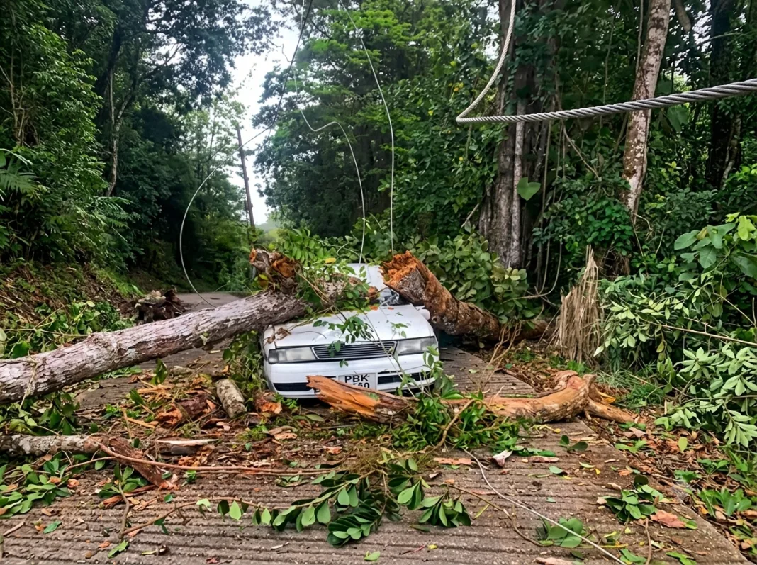 Tree Falls on Car in Paramin, Causes Major Traffic Disruption