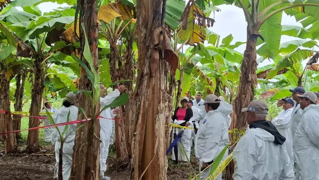 Fungus Threatens Bocas del Toro Banana Plantations as Quarantine Trials Begin