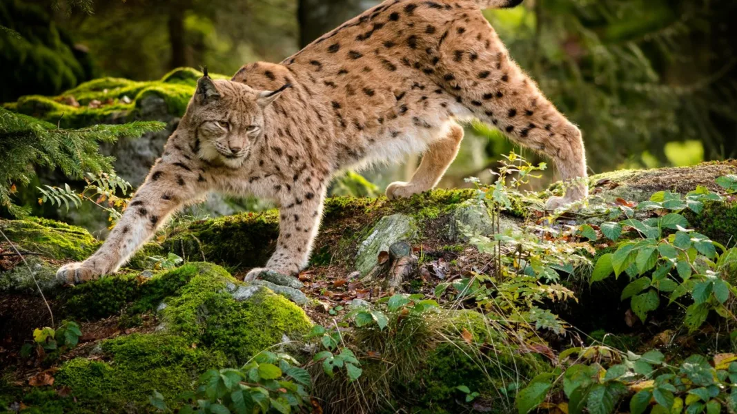 Croatia Summer Warning: Don’t Touch Baby Wild Animals, Experts Say