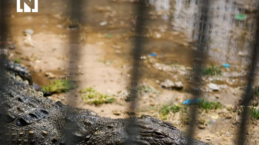 Israel Approves Crocodile Deployment Around Security Prisons in Controversial Deterrent Move