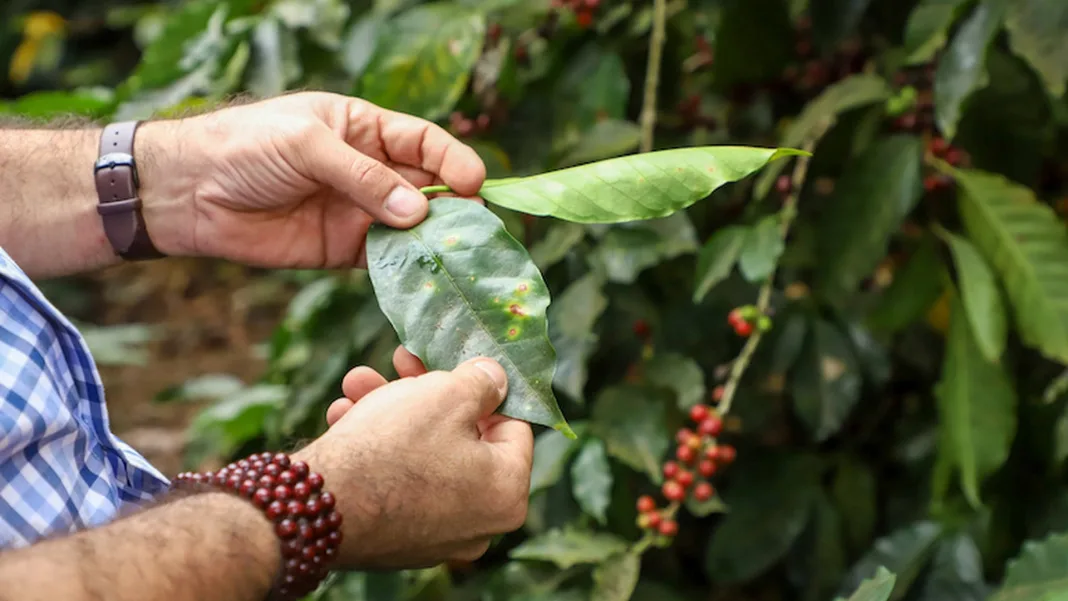 ISC entrega fertilizantes y fungicidas a más de 300 caficultores en Chalatenango ante embate de El Niño