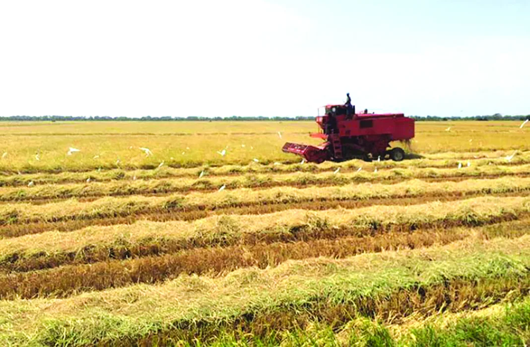 Guyana: Over $201M in subsidies for 560 Region 3 rice farmers