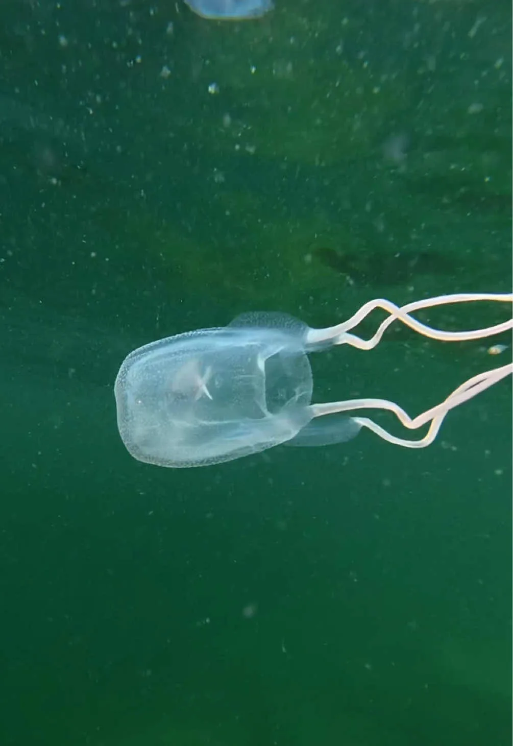 Incredible Snorkeling Encounter Showcases Unique Marine Life in Trinidad