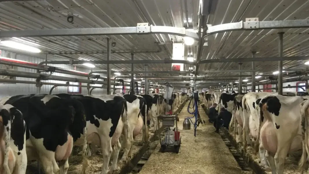 Les producteurs de lait espèrent que Carney va résister aux pressions américaines sur la gestion de l’offre