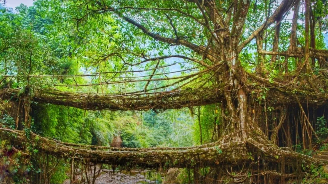 Meghalaya’s Living Root Bridges: Nature’s Ingenious Engineering Marvels