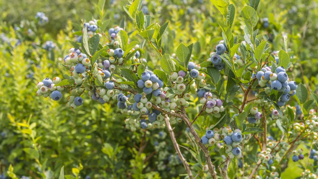 Wild at Heart: Nova Scotia’s Overlooked Superfood