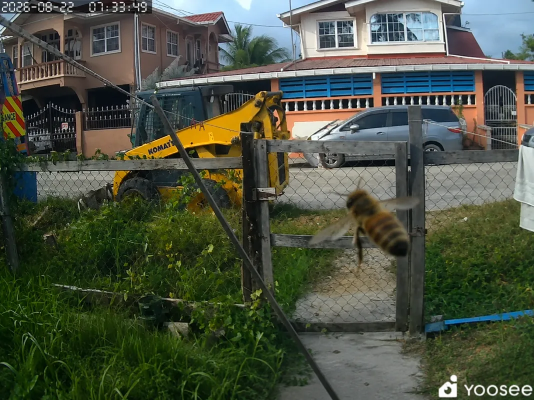 Elderly Woman Attacked by Bees, Pets Perish in Tragic Incident
