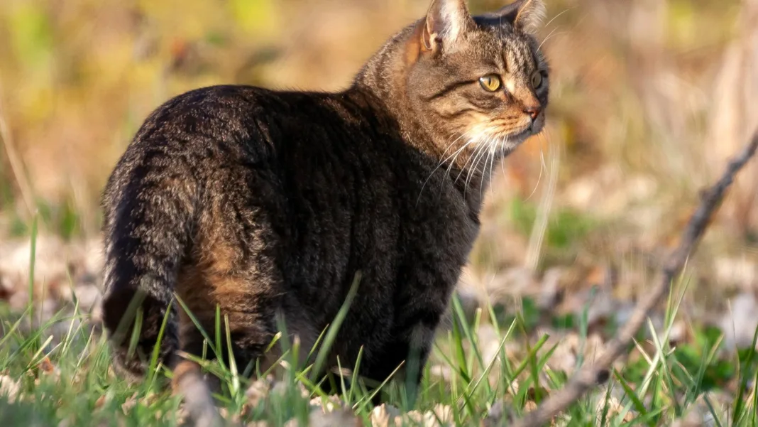 Un deuxième cas de rage chez un chat détecté au Québec