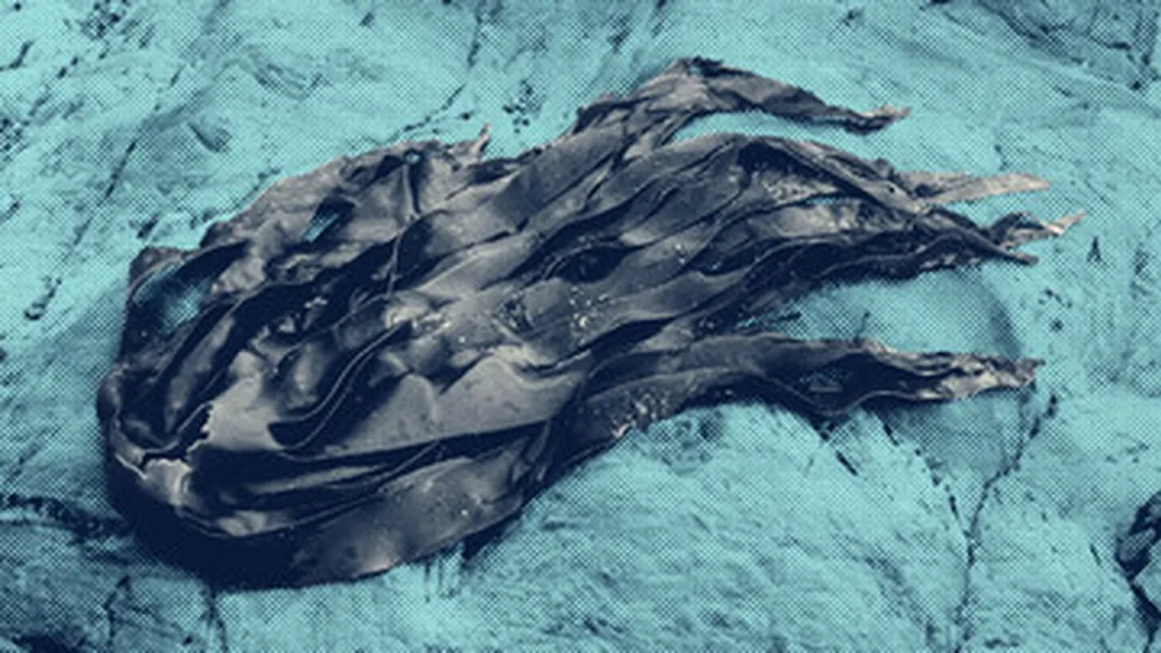Who’s behind the seaweed harvesting applications covering over 14,000 hectares of Ireland’s coastline?