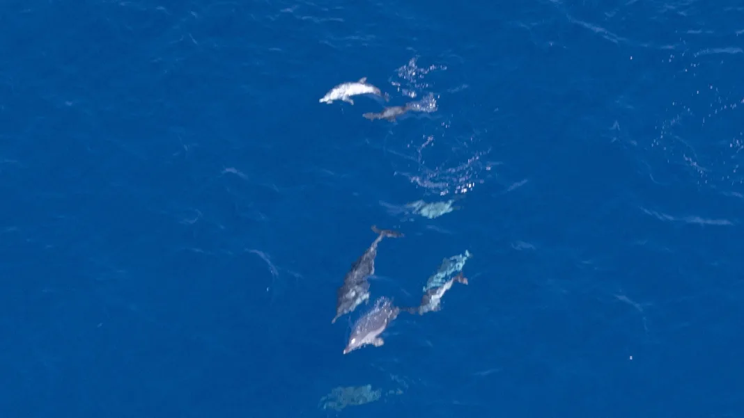 International survey begins to count whales, dolphins and sea turtles across Adriatic
