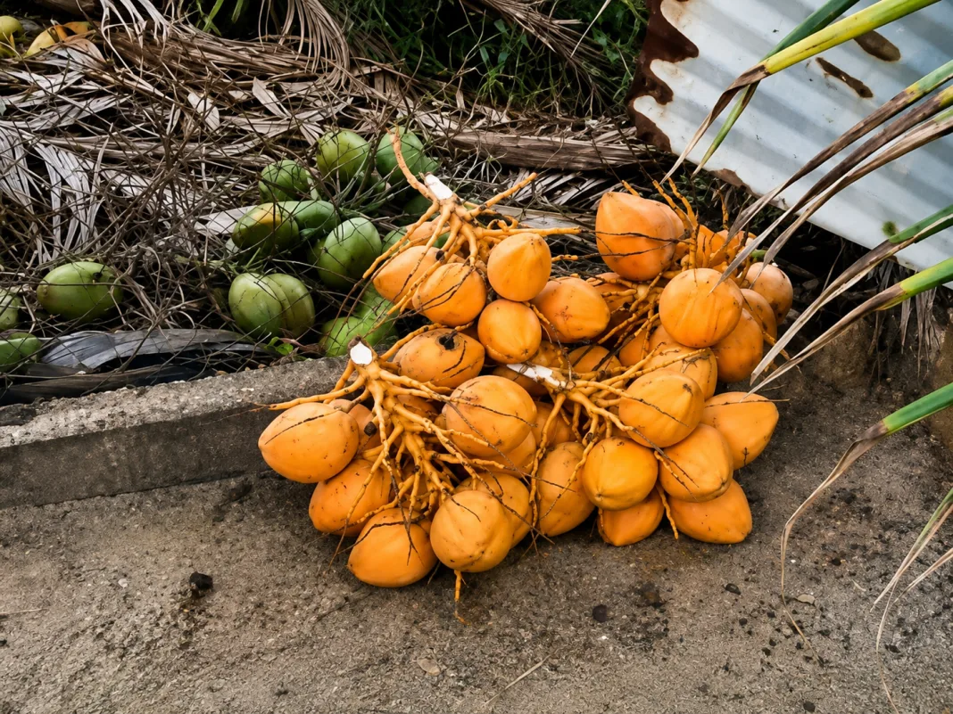 COCONUT THIEVES TARGET MAYARO YARD