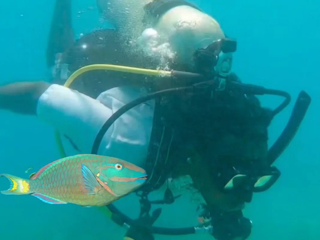 Urgent Call to Action as Jamaican Parrotfish Face Overfishing Woes
